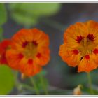 Sommerblume 3