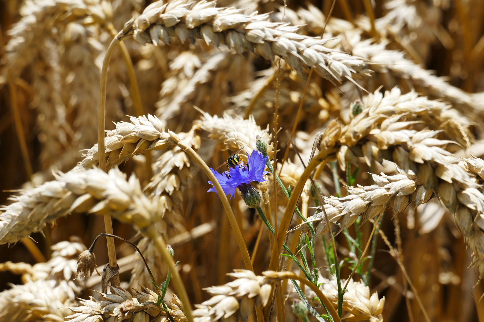 Sommerblume