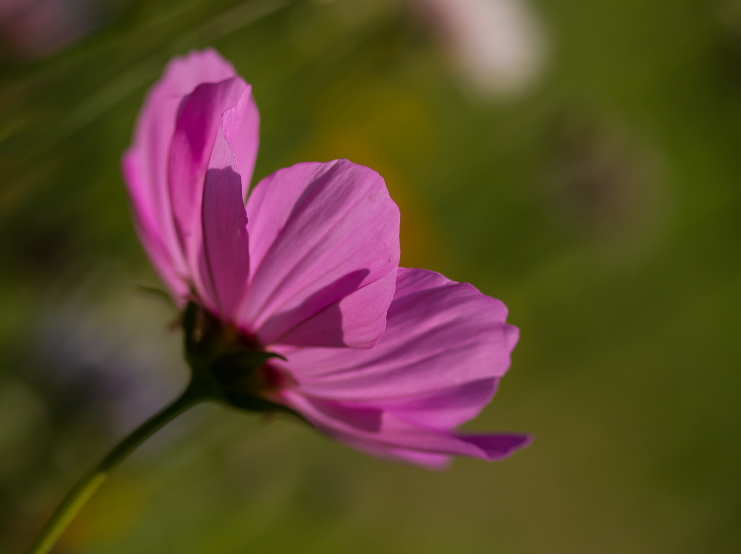 Sommerblume