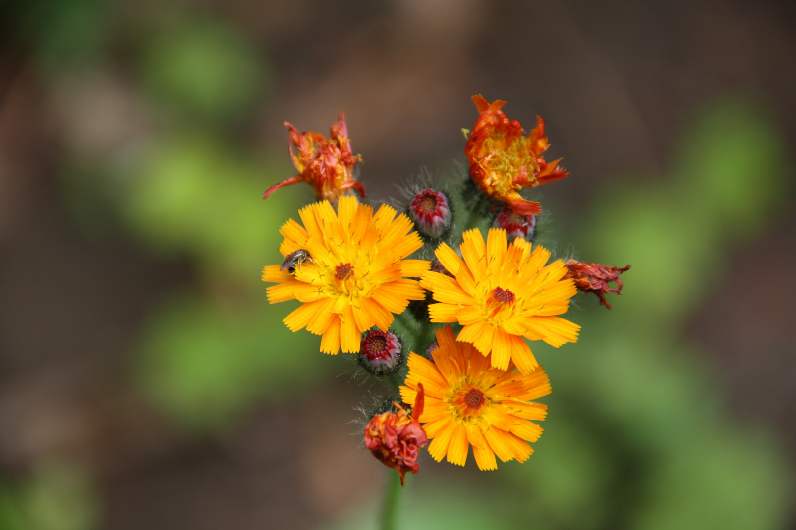 Sommerblume