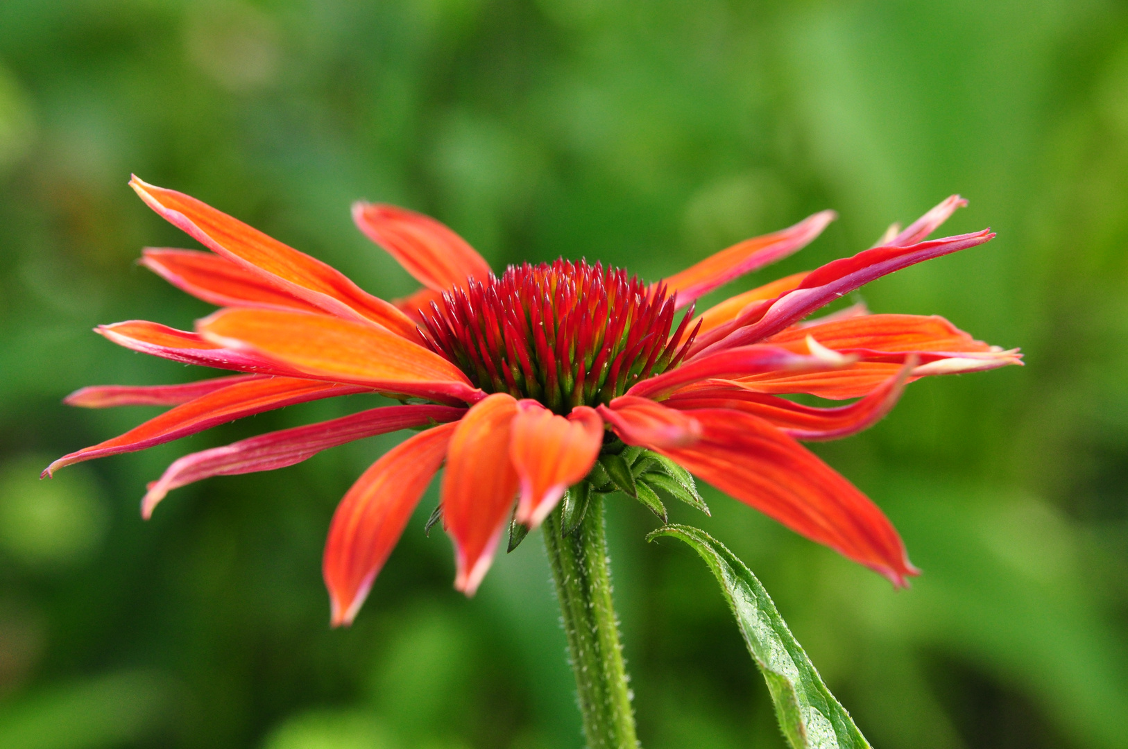 Sommerblume