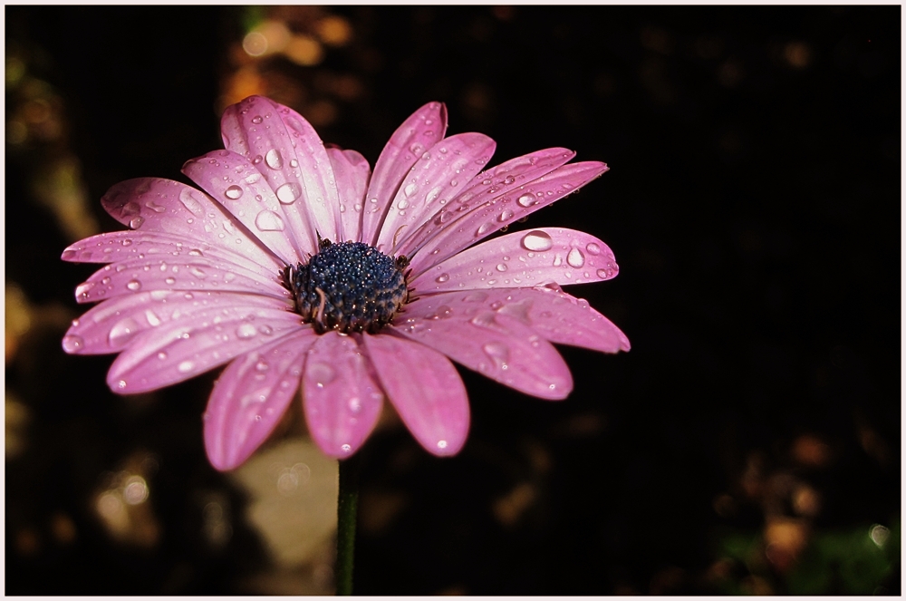 SommerBlume