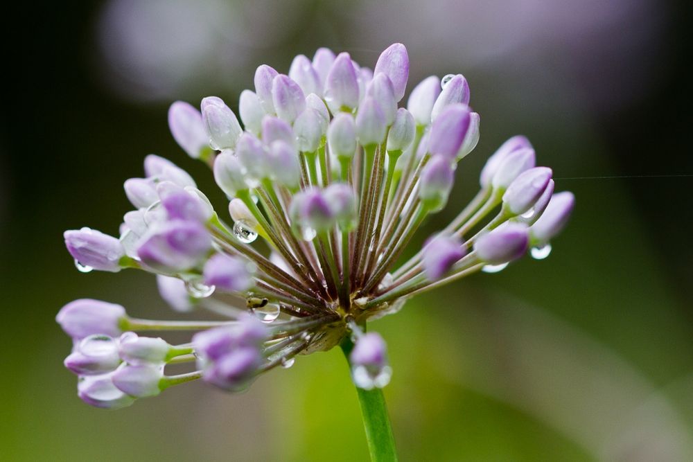 Sommerblume