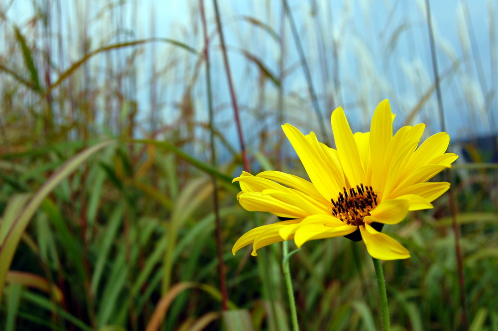 Sommerblume Foto & Bild jahreszeiten, sommer, natur Bilder auf