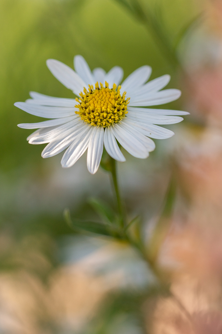 Sommerblume