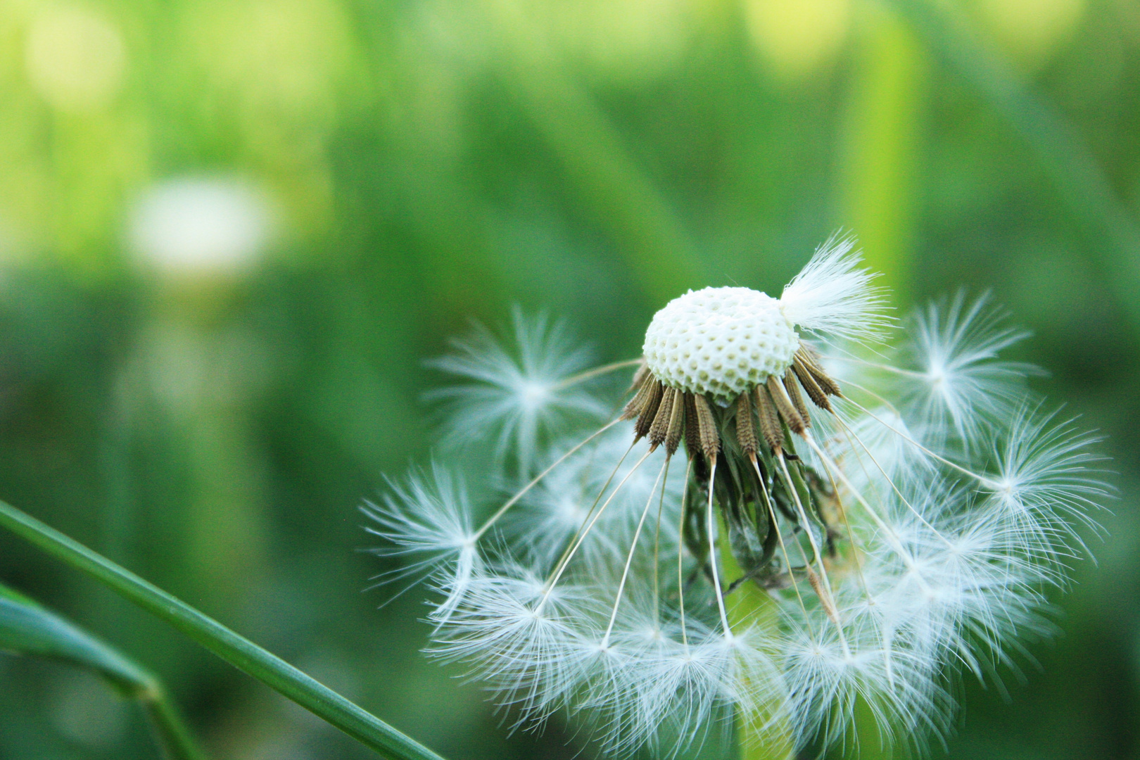 SommerBlume