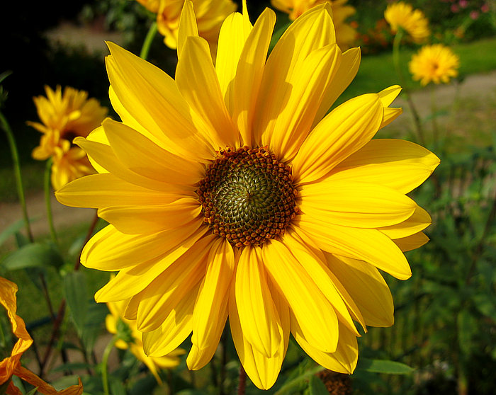 Sommerblume Foto & Bild | pflanzen, pilze & flechten ... Sommerblume Foto & Bild | pflanzen, pilze & flechten ...