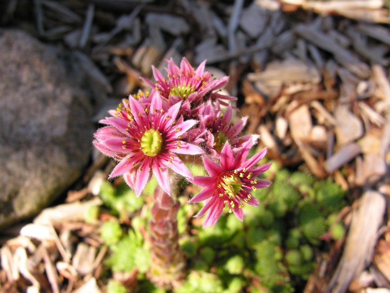 sommerblume