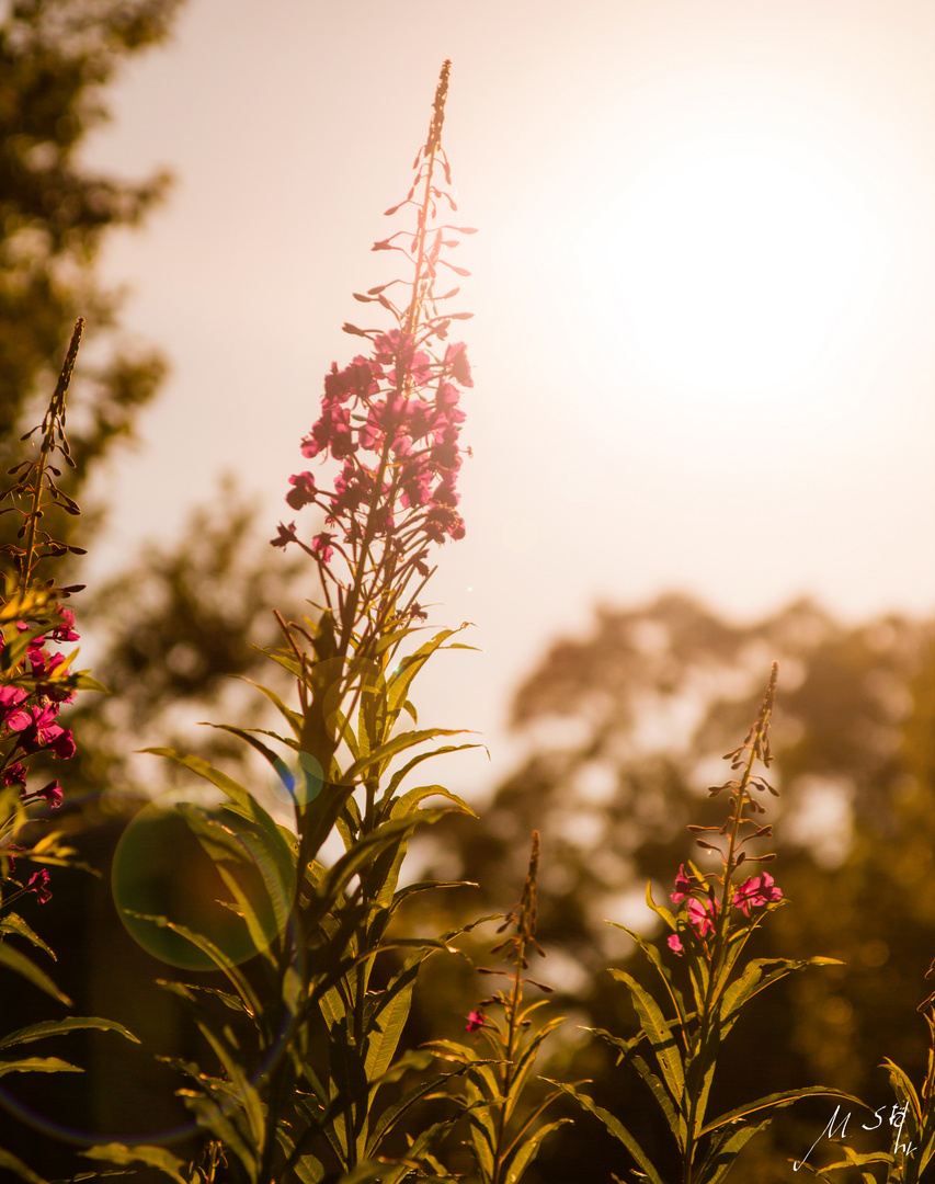 Sommerblume