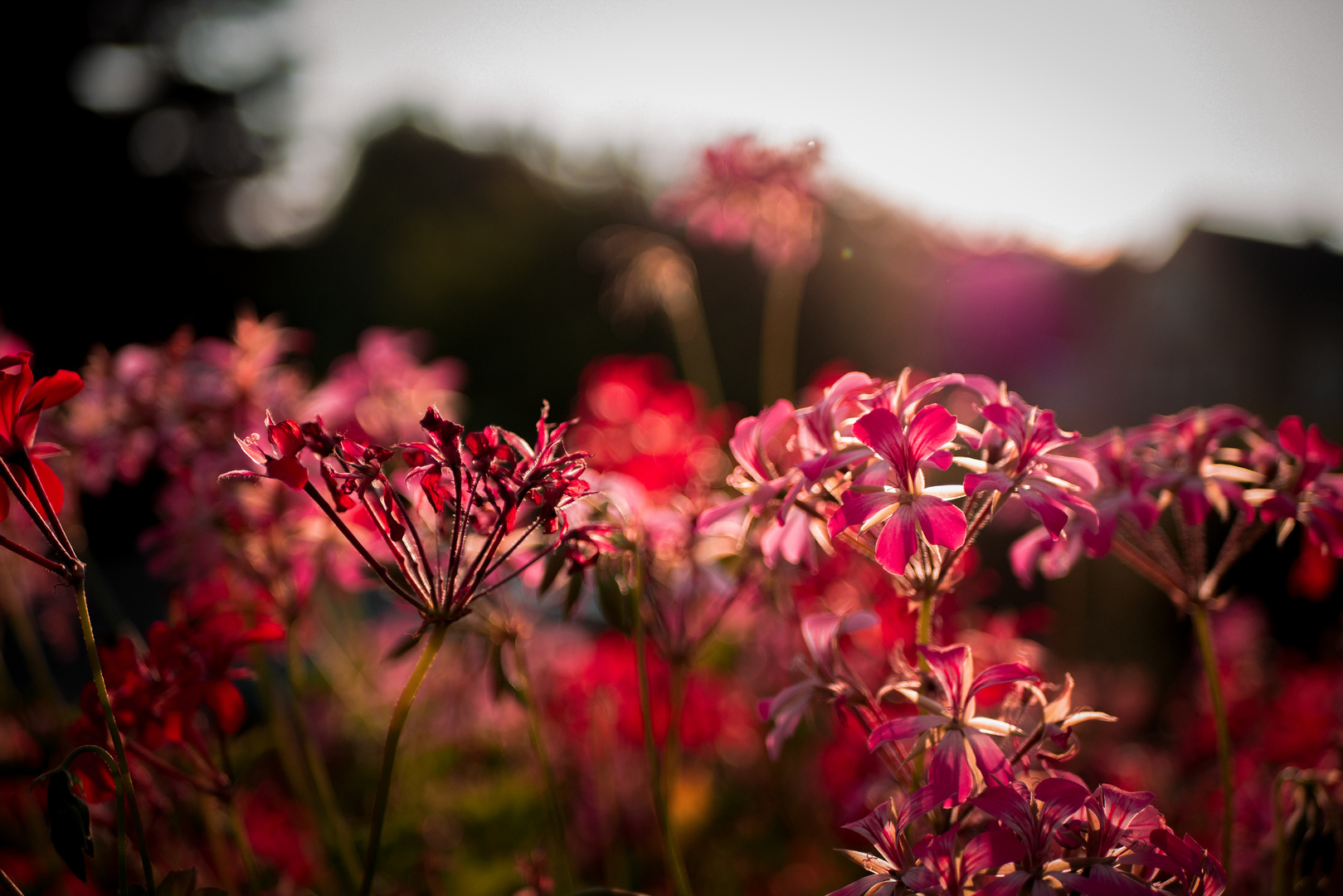 Sommerblume