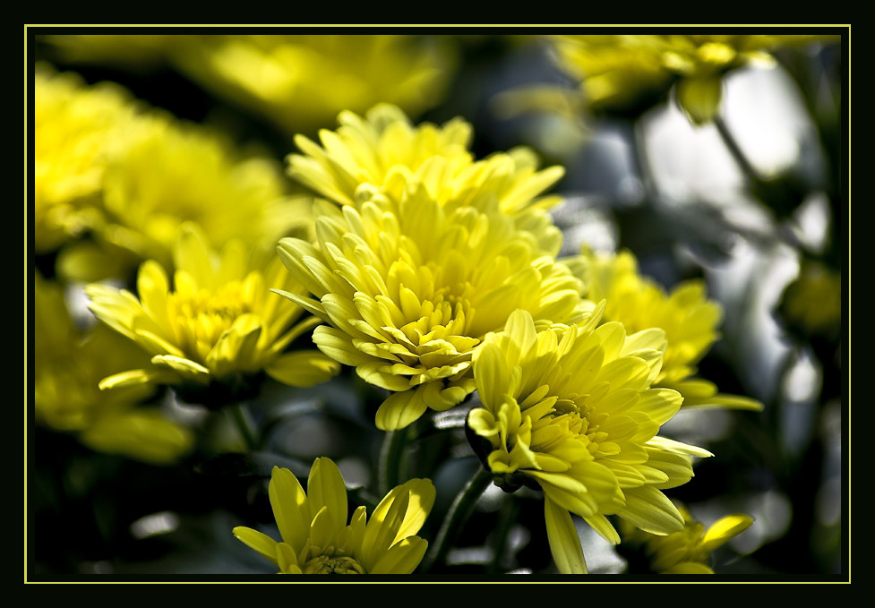 Sommerblume Foto & Bild pflanzen, pilze & flechten, blüten