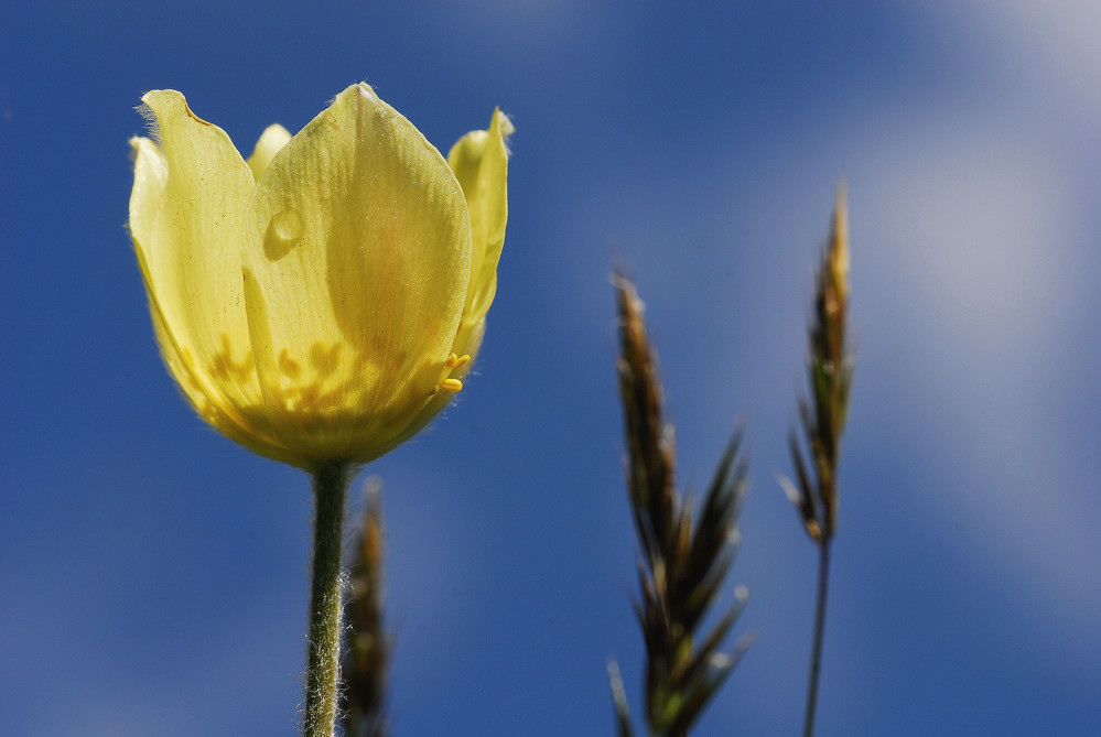 Sommerblume