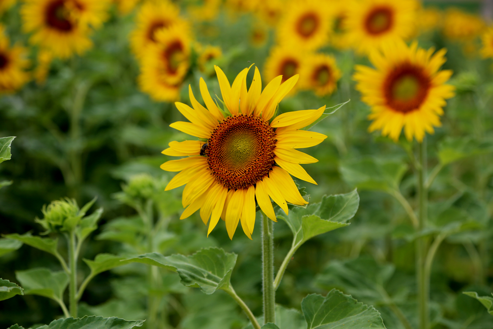 Sommerblume