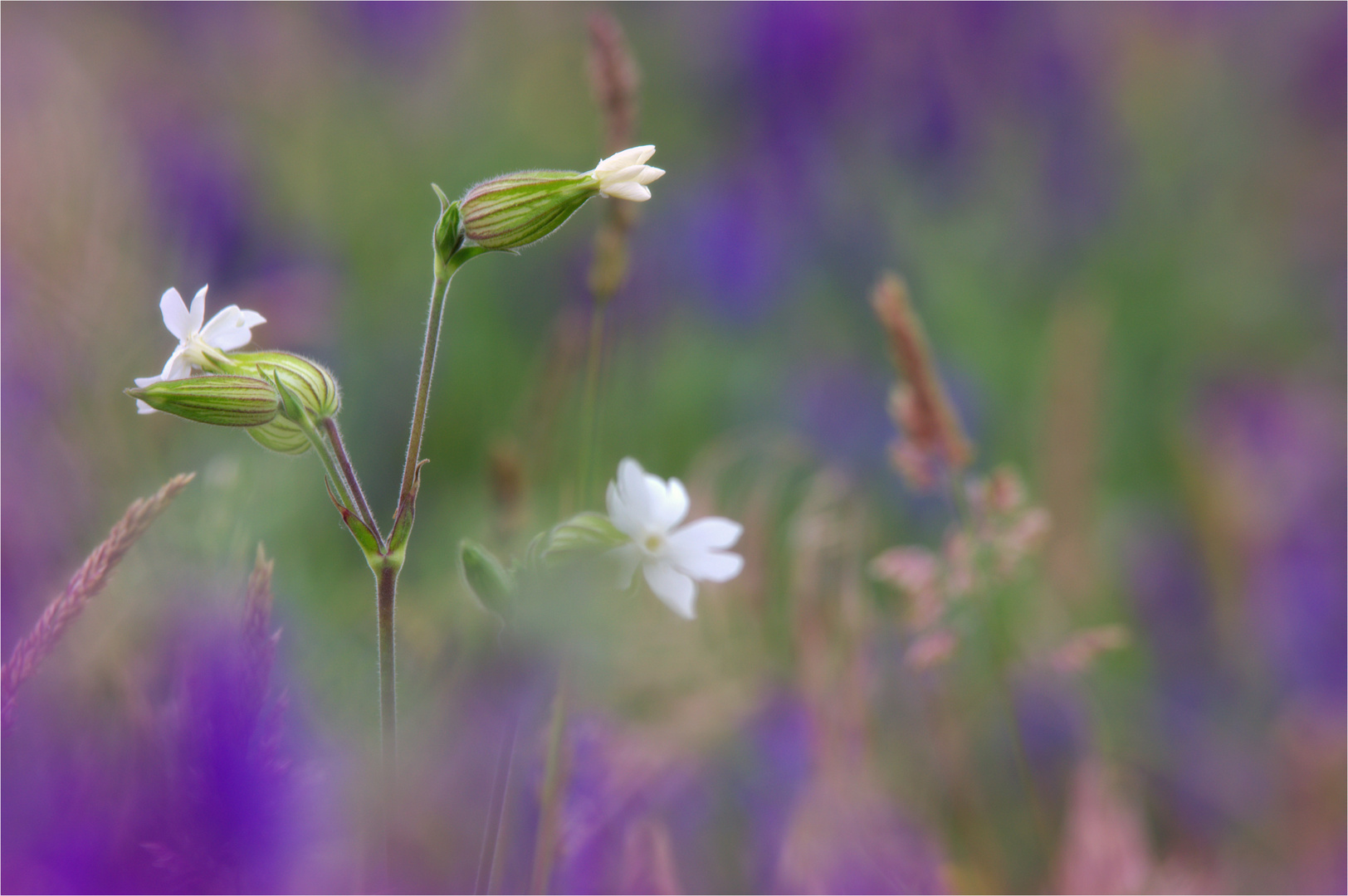 Sommerblume