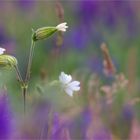 Sommerblume