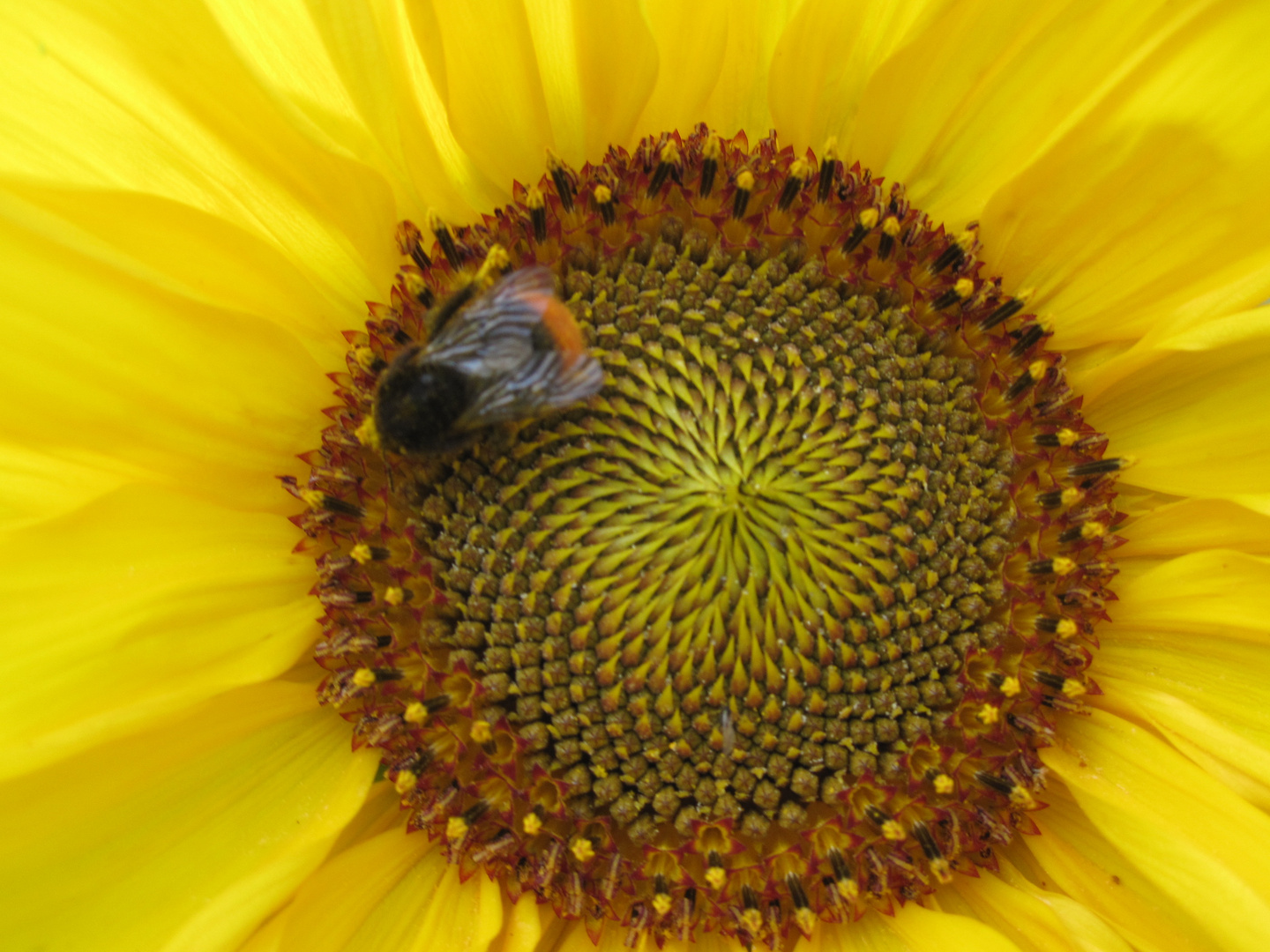 Sommerblume