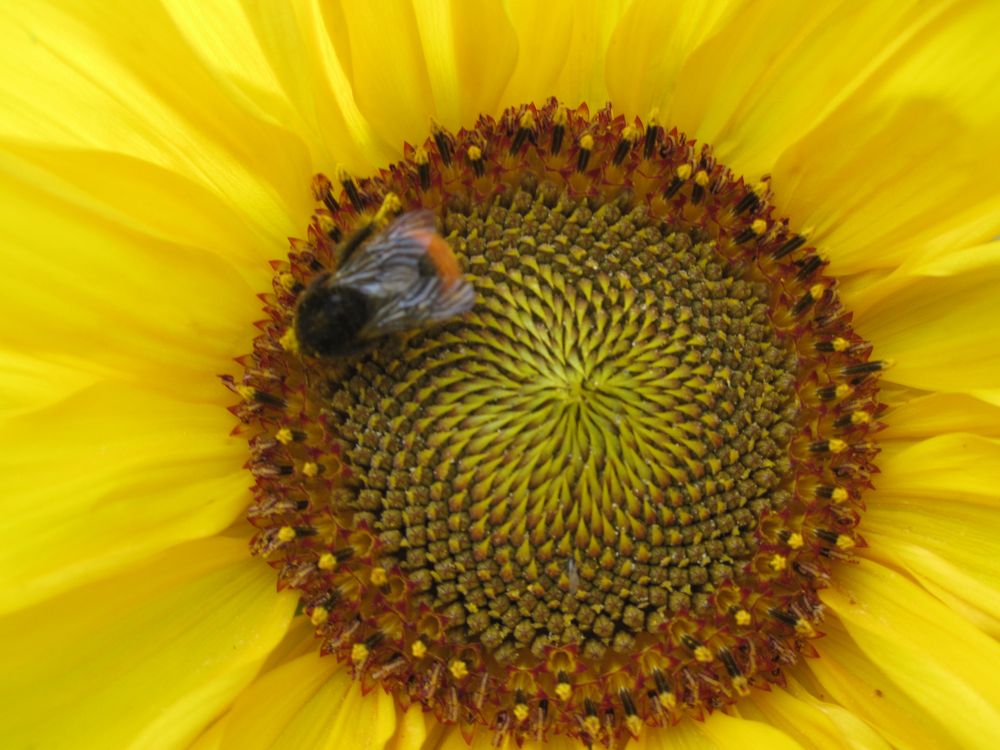 Sommerblume by Paola B.G. 