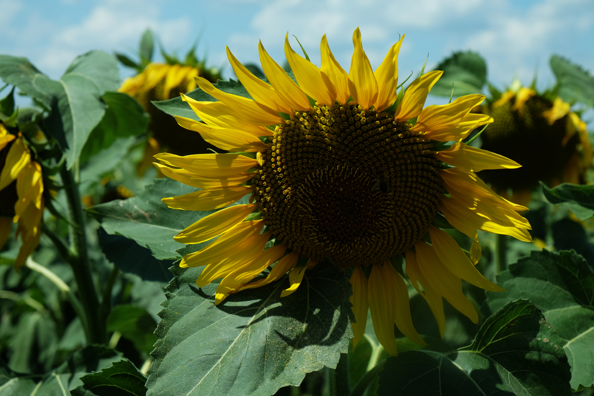 Sommerblume