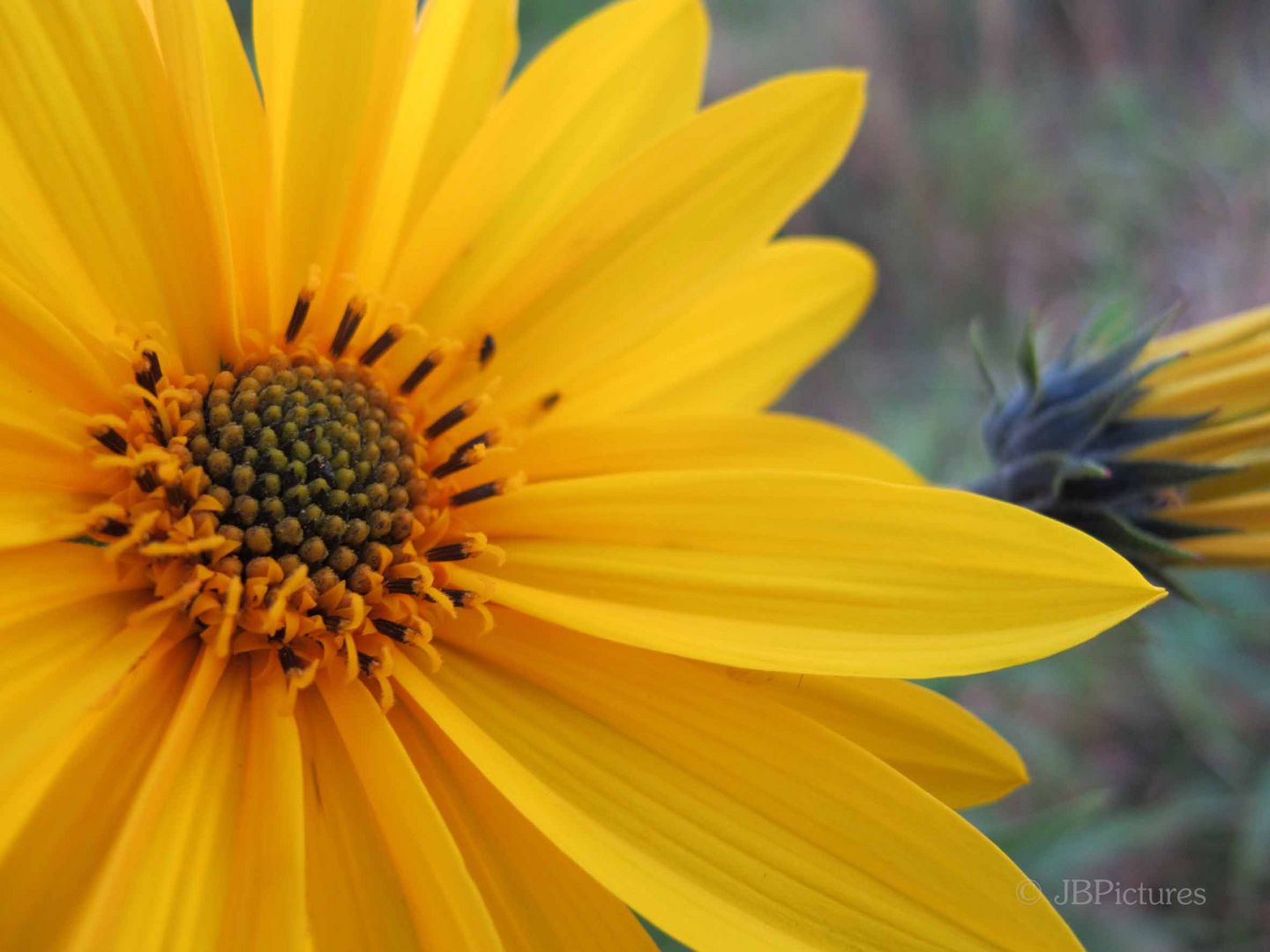 Sommerblume