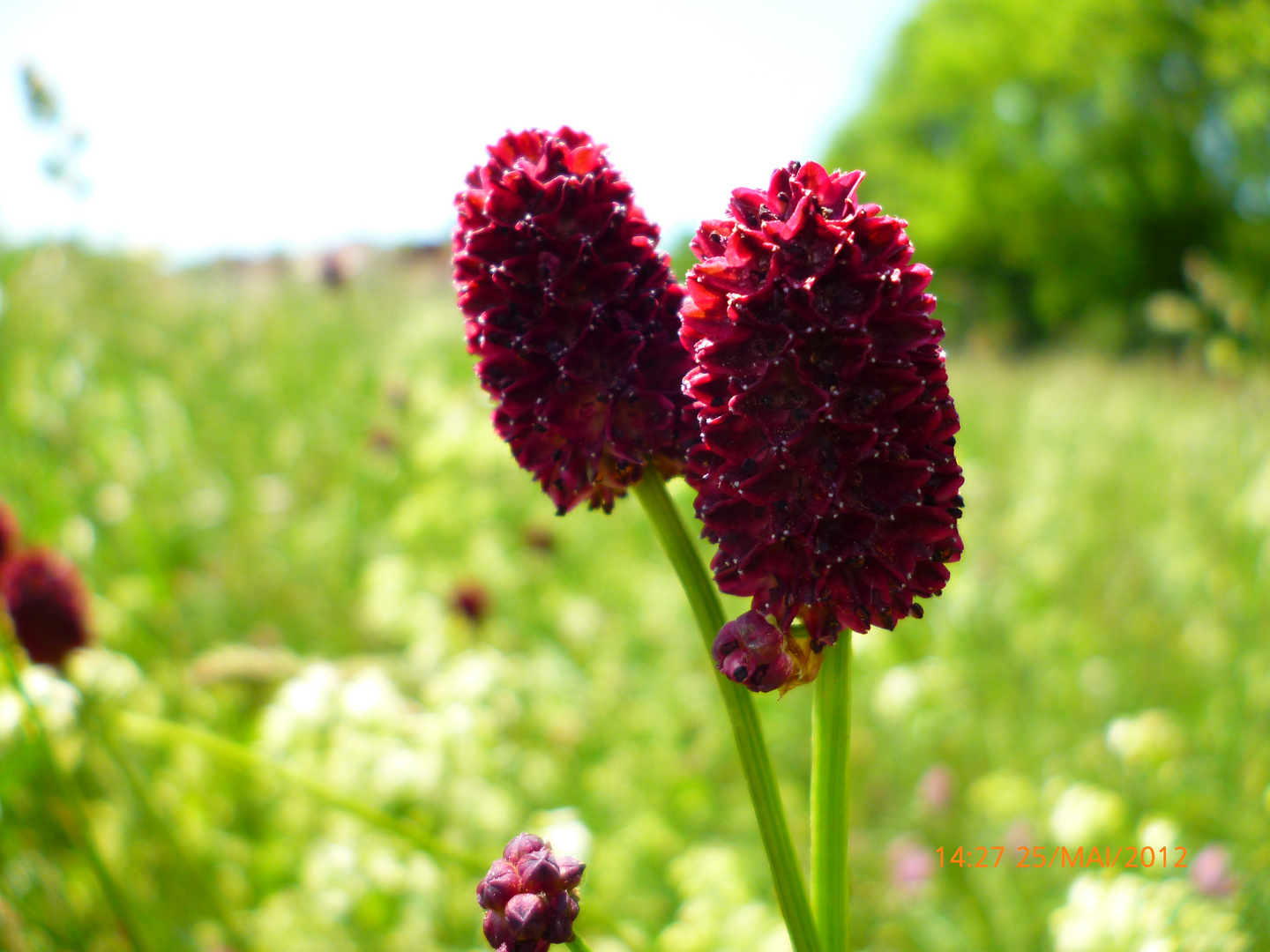 Sommerblume