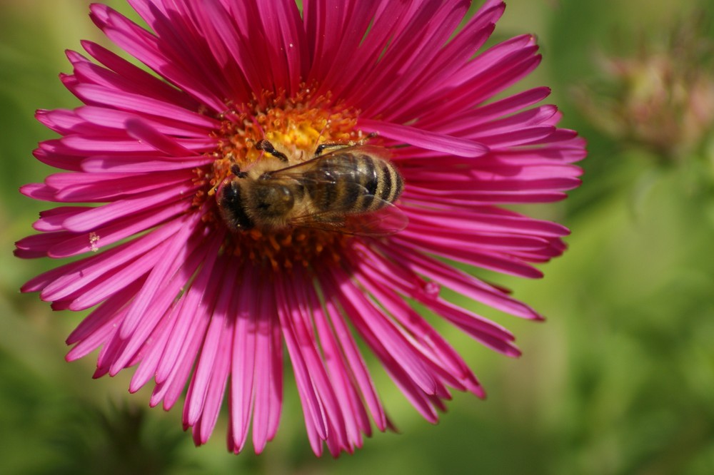 Sommerblume