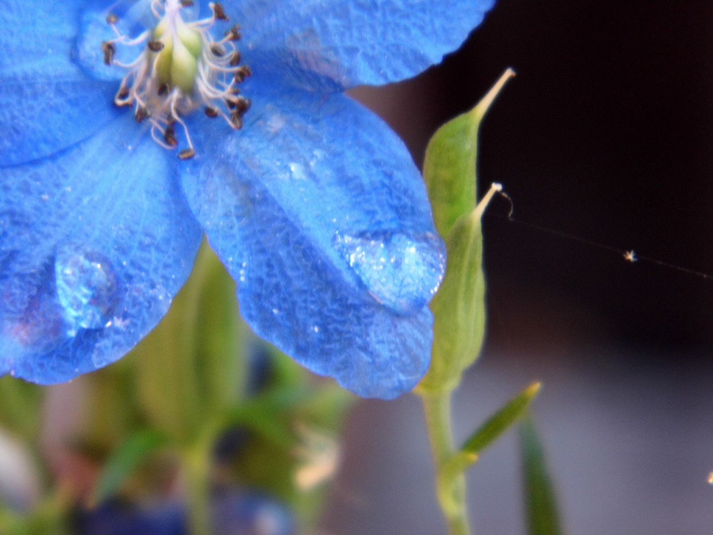 Sommerblume