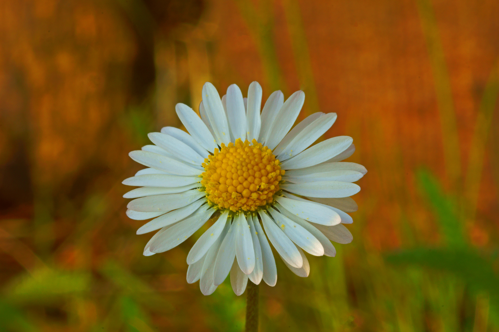 Sommerblume