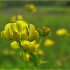 Sommerblume Hornklee