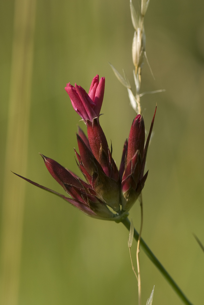 Sommerblume I