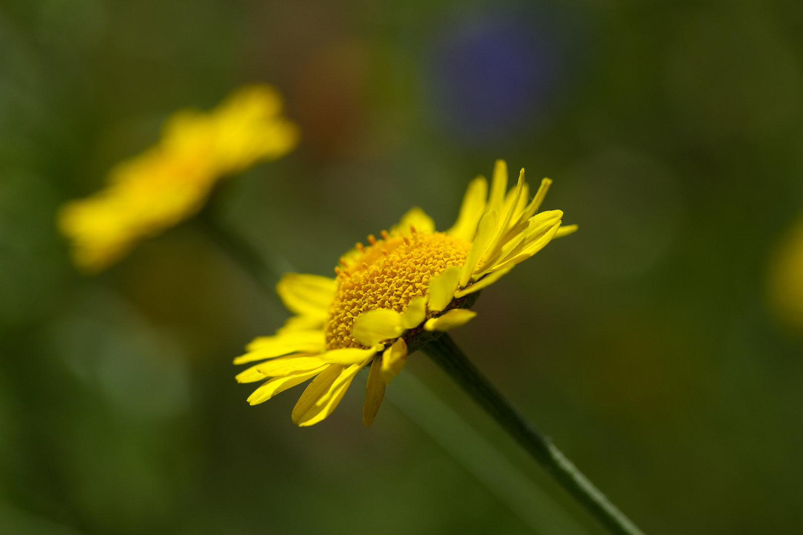 Sommerblume III