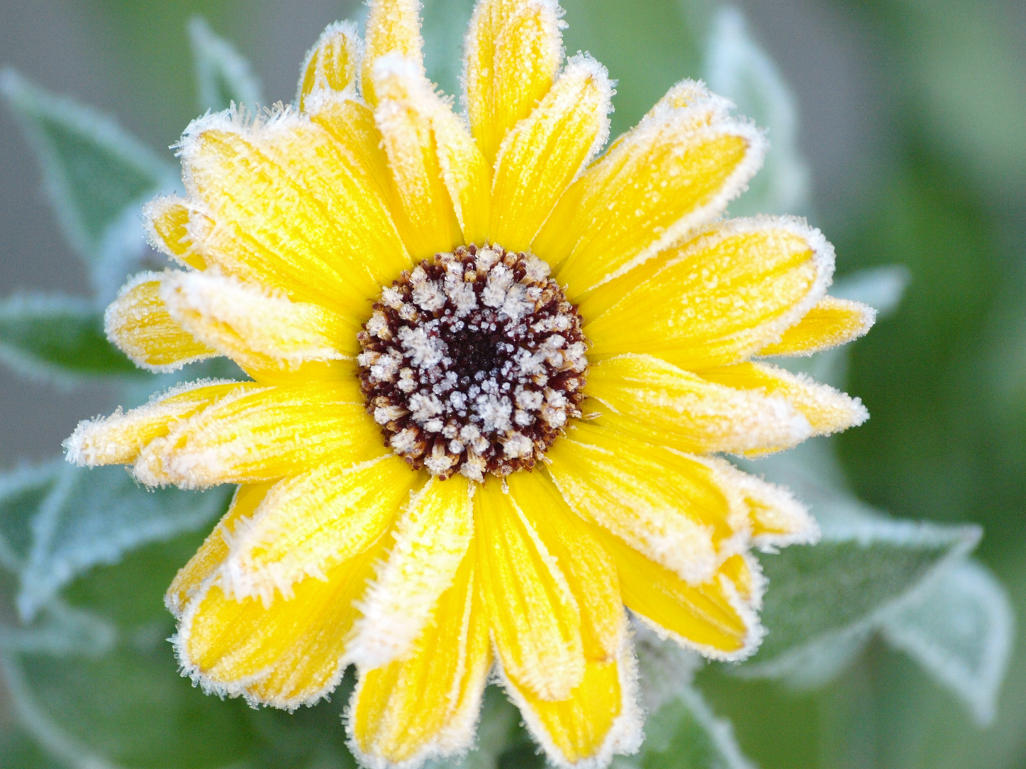 Sommerblume im Eismantel