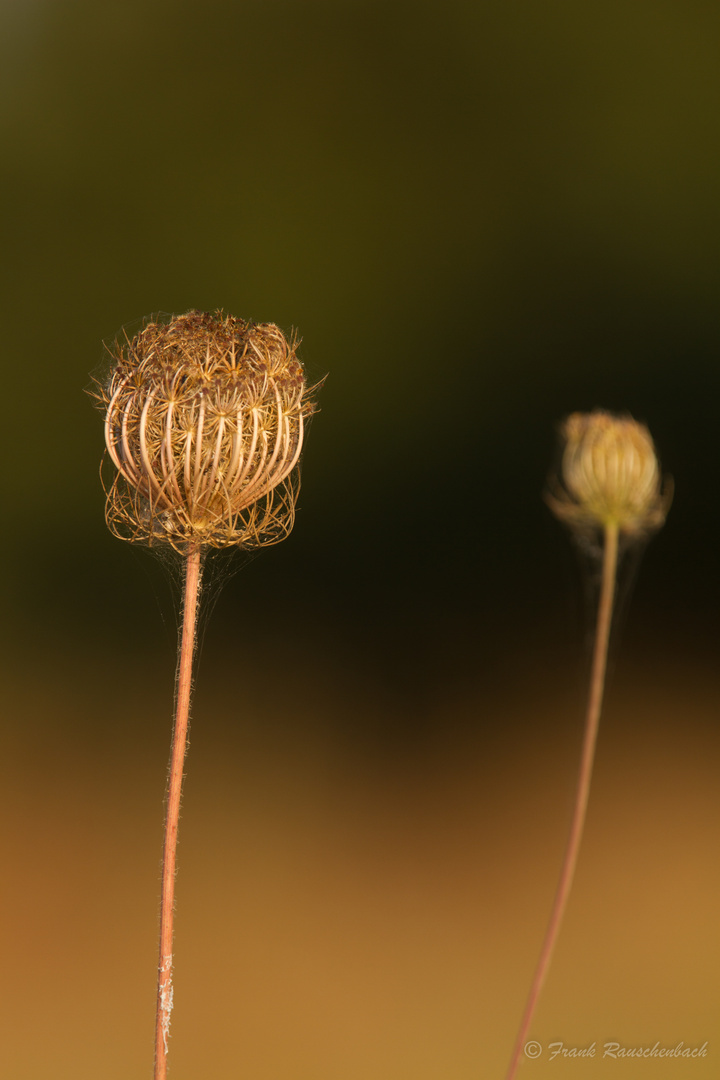 Sommerblume in Korsika