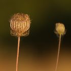 Sommerblume in Korsika