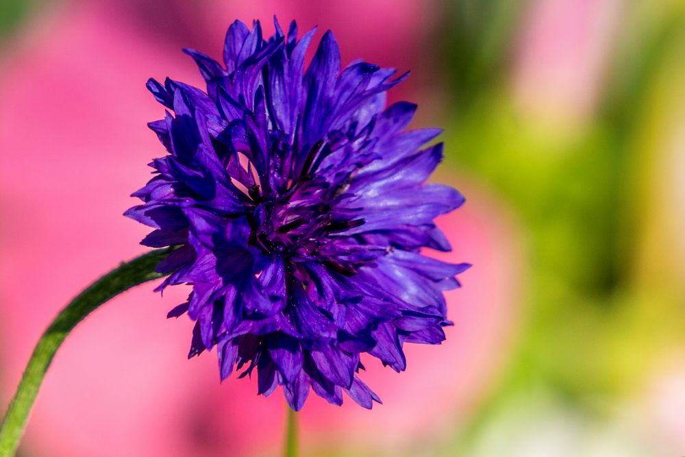 Sommerblume in Morgenlicht