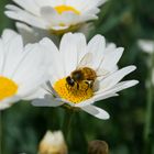 Sommerblume mit Besuch