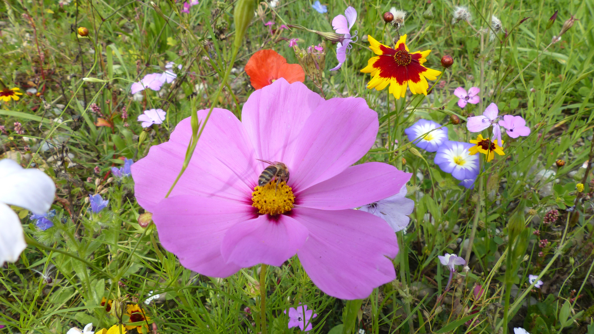 Sommerblume mit Biene am Straßenrand