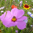 Sommerblume mit Biene am Straßenrand