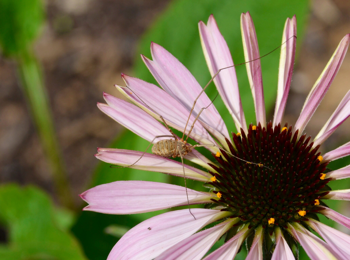 Sommerblume mit Spinne