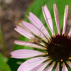 Sommerblume mit Spinne