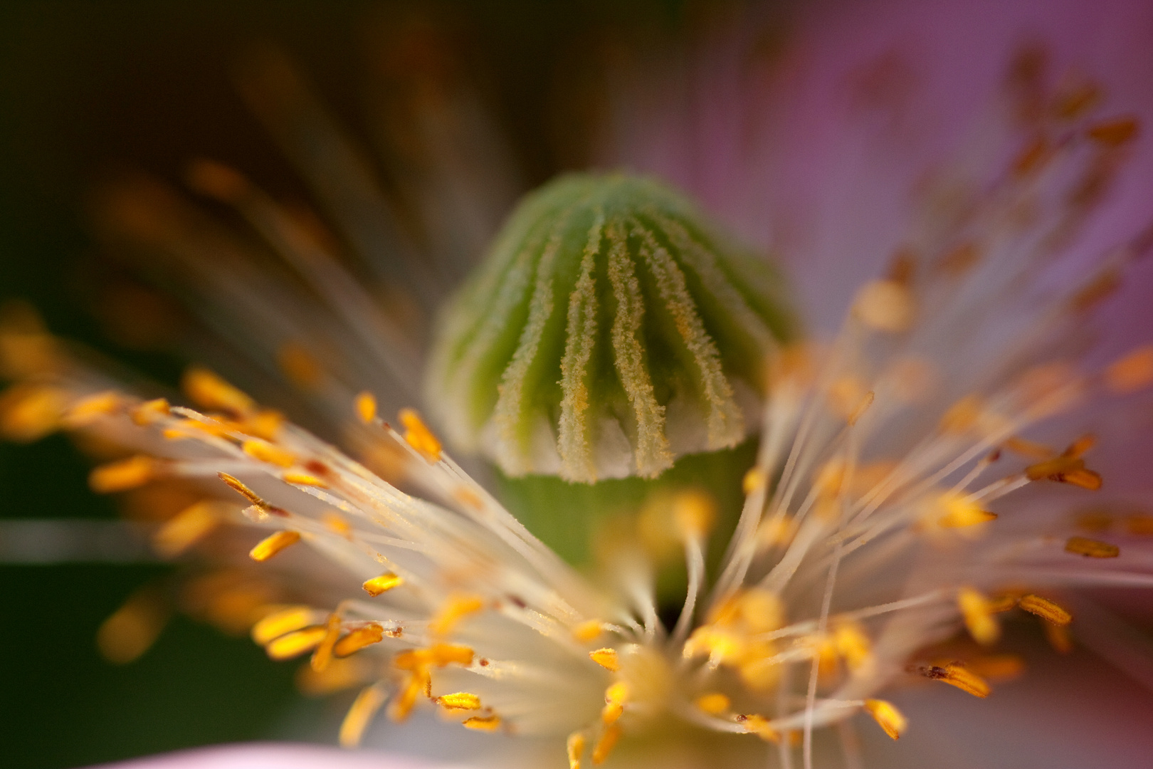 Sommerblume von innen