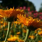 Sommerblumen