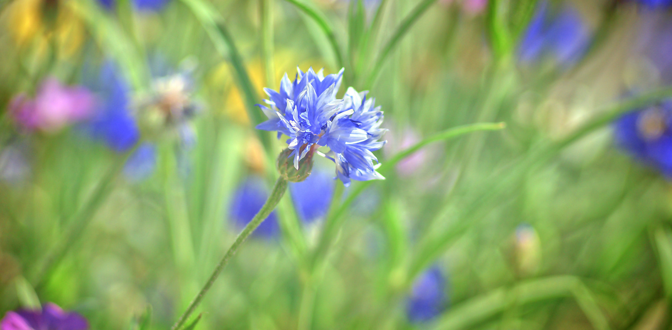 Sommerblumen!