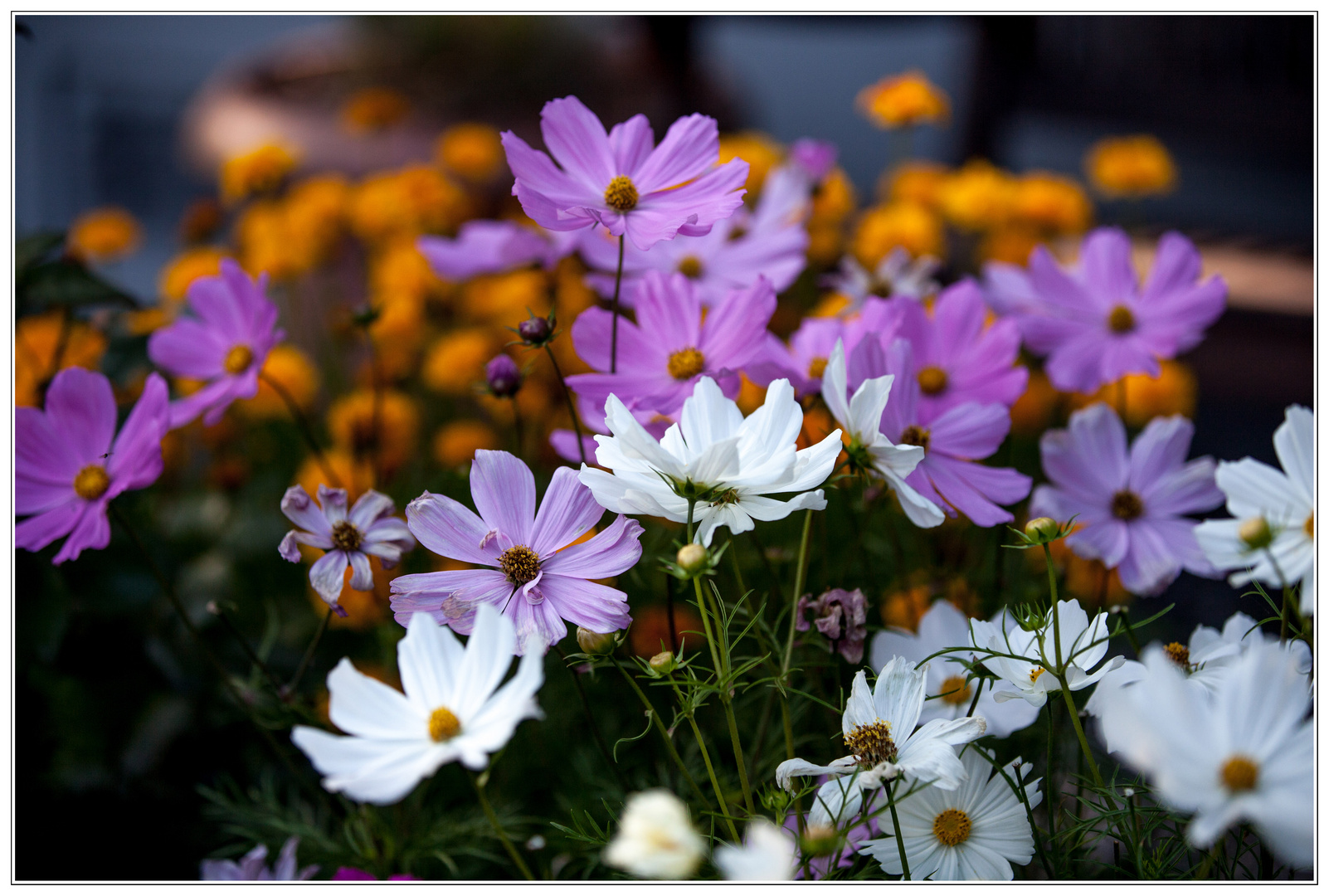 Sommerblumen