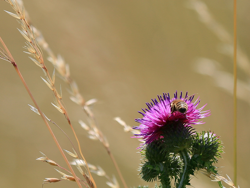 Sommerblumen - 1