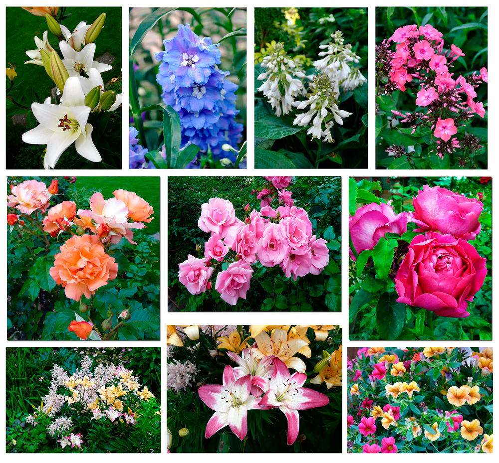 Sommerblumen 1 ein Lichtblick trotz Aprilwetter im Juni Foto &amp; Bild