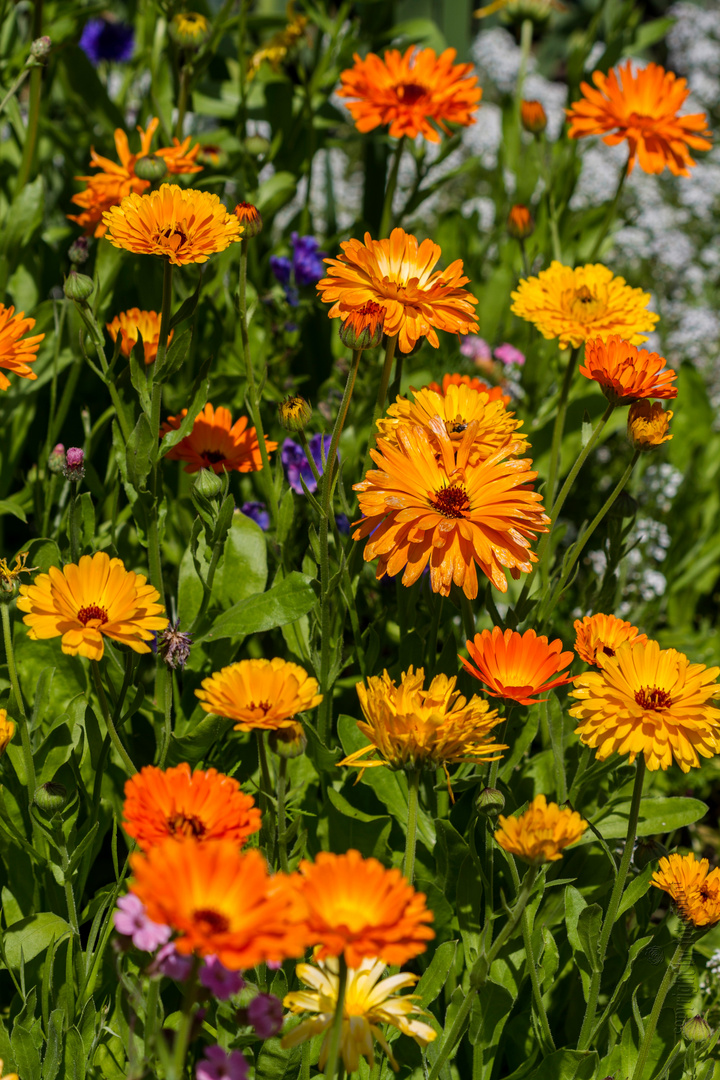 Sommerblumen