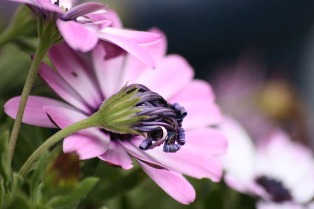 Sommerblumen