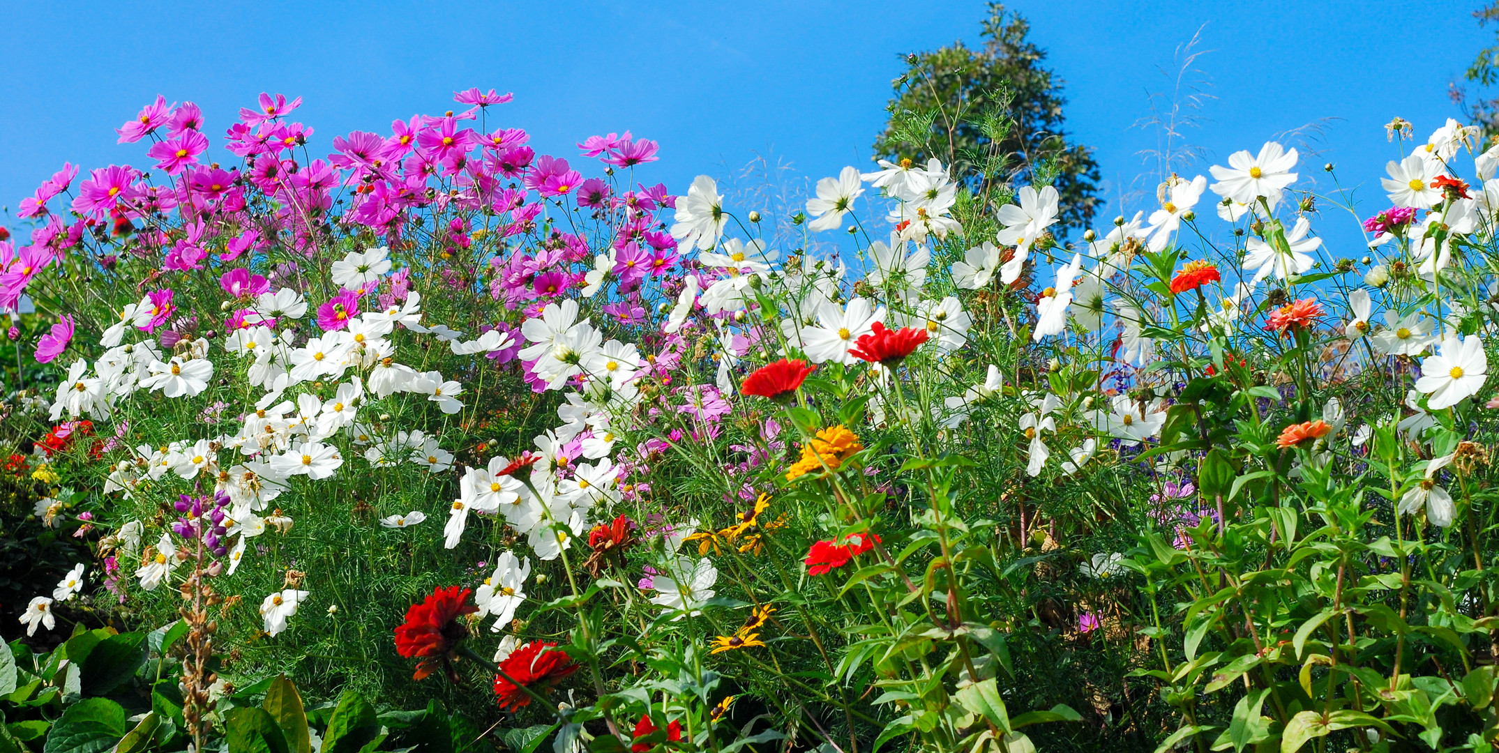 Sommerblumen