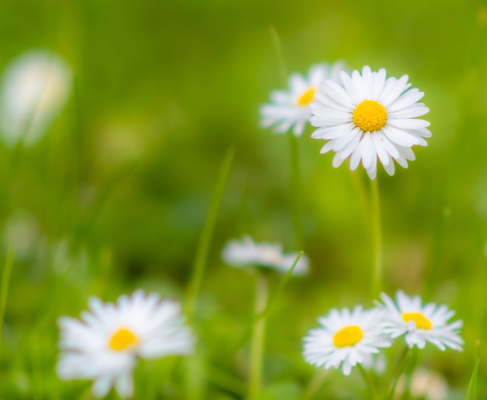 Sommerblumen