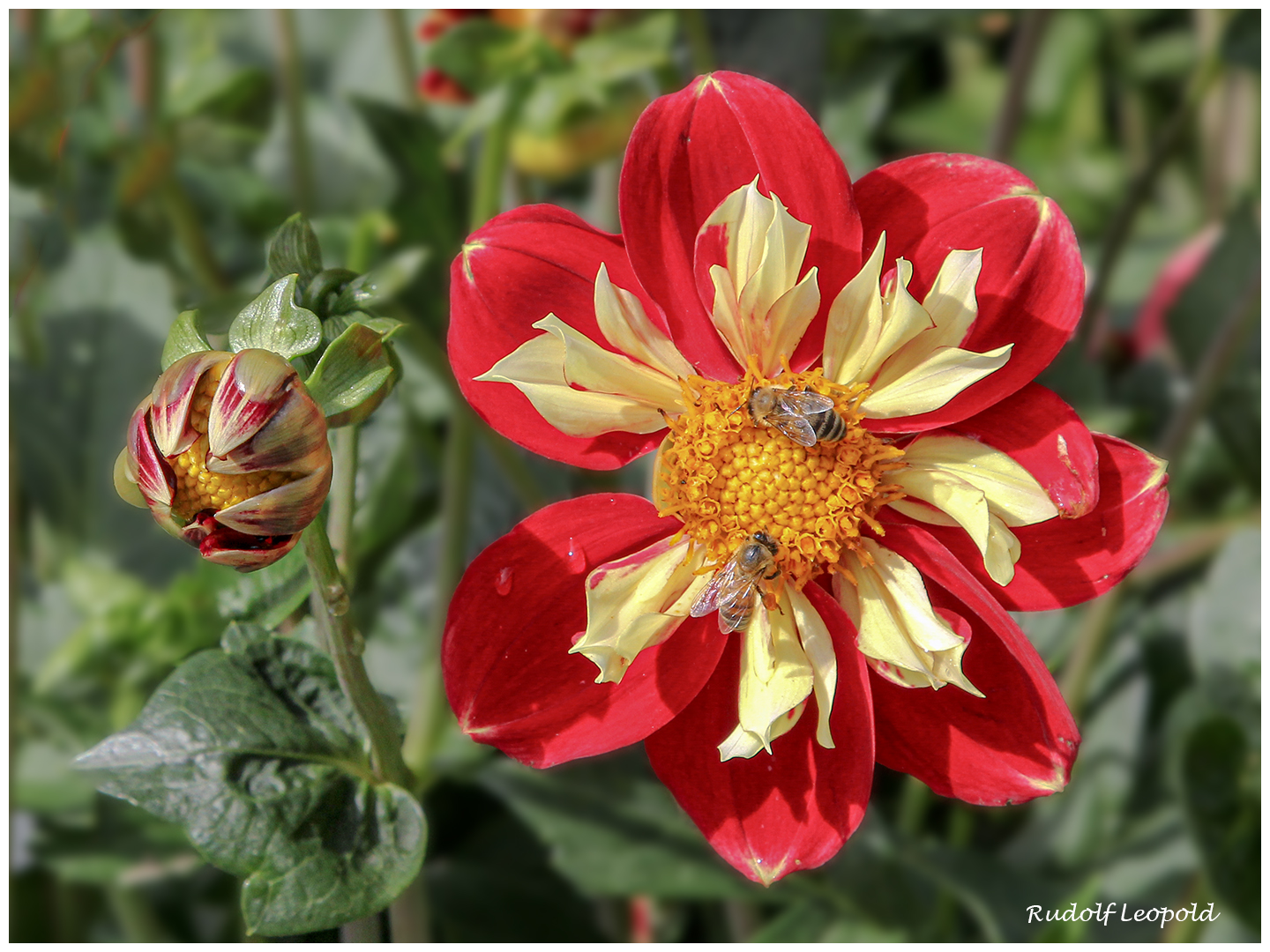 Sommerblumen